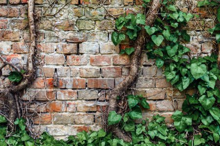 Téléchargez les photos : Lierre rampant en forme de coeur poussant contre le vieux mur du cimetière de briques, feuillage vert luxuriant - en image libre de droit