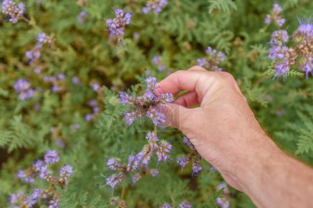 Photo for Farm worker agronomist examining blooming phacelia crops, selective focus - Royalty Free Image