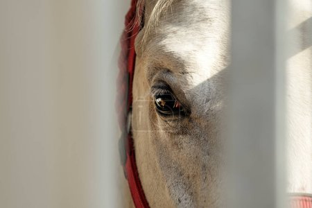 Téléchargez les photos : Cheval blanc dans un ranch, bel animal mâle derrière la clôture - en image libre de droit