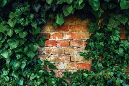 Photo for Heart-shaped ivy and worn brick wall as social media background with copy space - Royalty Free Image