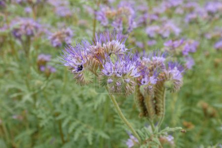Photo for Phacelia tanacetifolia also known as scorpionweed or heliotrope growing in field as cover crop, selective focus - Royalty Free Image