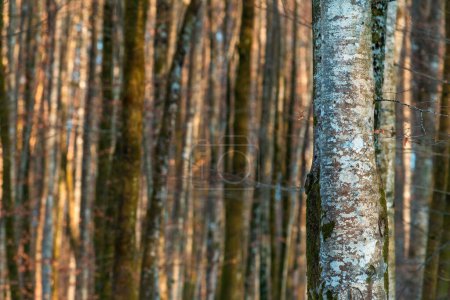 Téléchargez les photos : Tall tree trunks in forest, woodland landscape in winter. Concentration sélective. - en image libre de droit