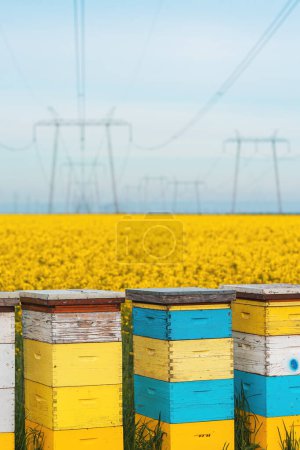 Photo for Apiary crates in canola field, colorful wooden beehive wooden boxes on plantation with electricity pylons in background, selective focus - Royalty Free Image