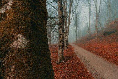 Téléchargez les photos : Chemin pédestre à travers le parc Bohinj dans le brouillard matin d'hiver, accent sélectif - en image libre de droit