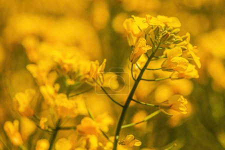 Photo for Rapeseed crop in bloom, closeup of yellow flower, selective focus - Royalty Free Image