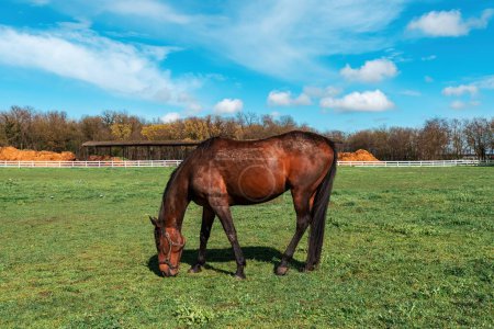 Foto de Hermoso yegua caballo marrón pastando en la hierba del prado exuberante dentro de un paddock rancho ecuestre, enfoque selectivo - Imagen libre de derechos