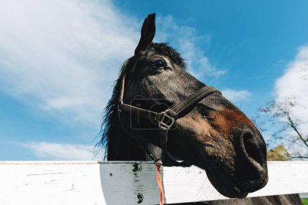 Téléchargez les photos : Vue à angle bas du beau cheval noir dans le paddock, mise au point sélective - en image libre de droit