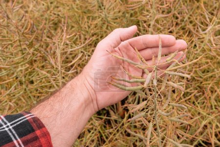 Téléchargez les photos : Agronome agriculteur examinant la gousse de colza de canola dans un champ cultivé, gros plan à la main avec une orientation sélective - en image libre de droit