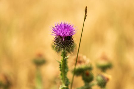 Photo for Scotch thistle (Onopordum acanthium) a uncultivated flowering plant, selective focus - Royalty Free Image