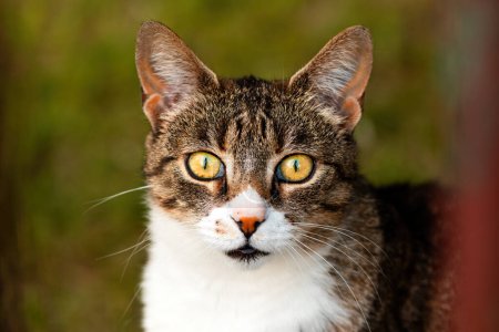 Téléchargez les photos : Portrait de chat domestique femelle adulte dans la cour arrière, mise au point sélective - en image libre de droit