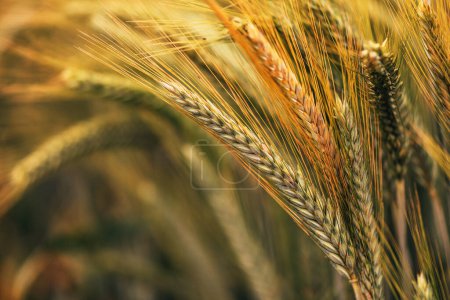 Photo for Wheat ears in field, cereal crops ripening in cultivated plantation, selective focus - Royalty Free Image