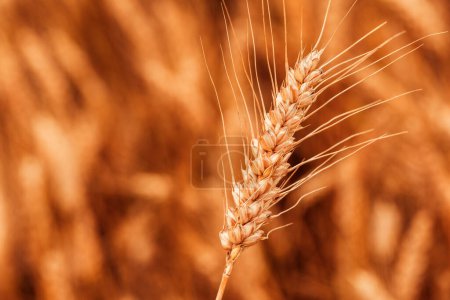 Foto de Espiga madura de trigo con largos toldos en el campo, enfoque selectivo - Imagen libre de derechos