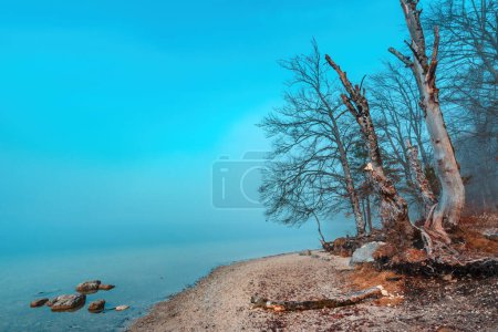 Photo for Deciduous trees at Bohinj lake shoreline in foggy winter morning, copy space included - Royalty Free Image