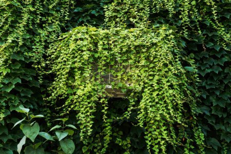 Téléchargez les photos : Thermopompe climatiseur unité externe recouverte d'une plante rampante montée sur le mur extérieur - en image libre de droit