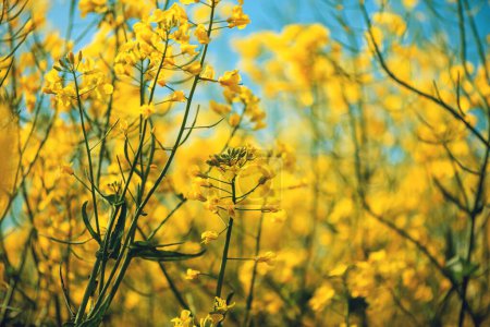 Téléchargez les photos : La culture de colza est une plante à floraison jaune vif cultivée principalement pour ses graines riches en huile, ciblant sélectivement - en image libre de droit