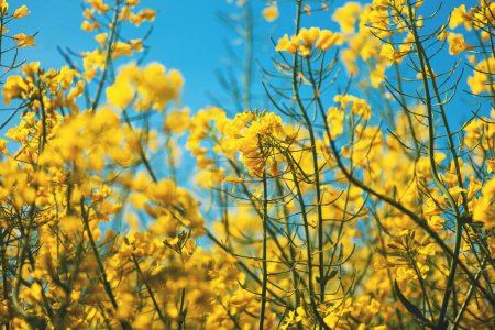 Téléchargez les photos : Fleurs de colza oléagineux en floraison avec pétales jaune vif dans un champ cultivé, foyer sélectif - en image libre de droit