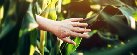 Photo for Female farmer examining green corn crops in field, closeup of hand touching plant, panoramic image with selective focus - Royalty Free Image