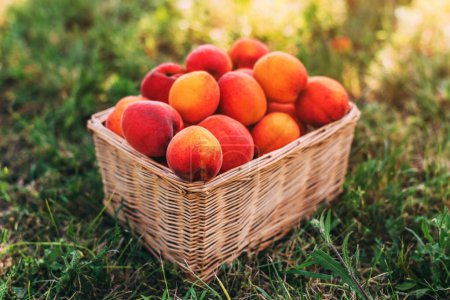 Téléchargez les photos : Fruits mûrs cueillis à la main à l'abricot dans un panier en osier sur pied de verger bio, mise au point sélective - en image libre de droit