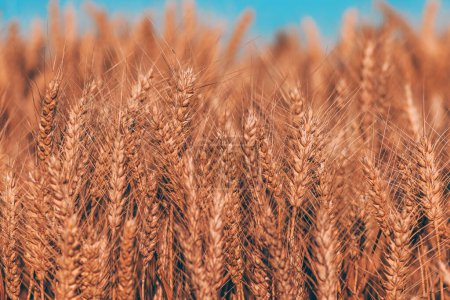 Foto de Cultivos maduros de trigo en campo cultivado listos para la cosecha, enfoque selectivo - Imagen libre de derechos
