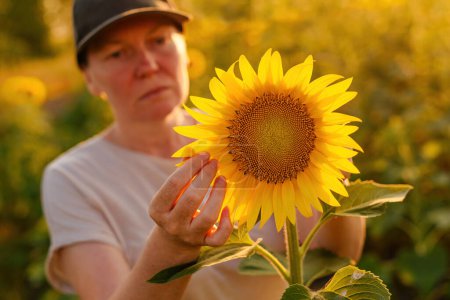 Photo for Woman agronomist and farm worker wearing trucker's hat examining crops in blooming sunflower field. Agriculture and farming concept. Selective focus. - Royalty Free Image