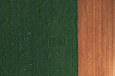 Téléchargez les photos : Champ de soja de drone pov. Prise de vue aérienne de plantations vertes en été. Directement au dessus. - en image libre de droit