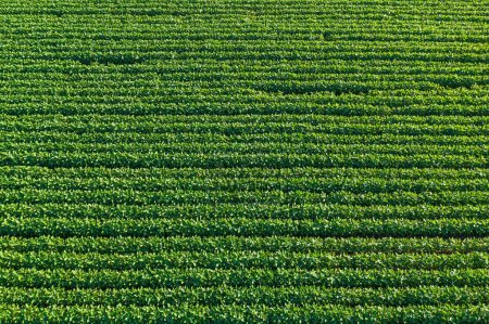 Photo for Aerial shot of green soybean field in summer. Cultivated Glycine max organic crop plantation from above. High angle view. - Royalty Free Image