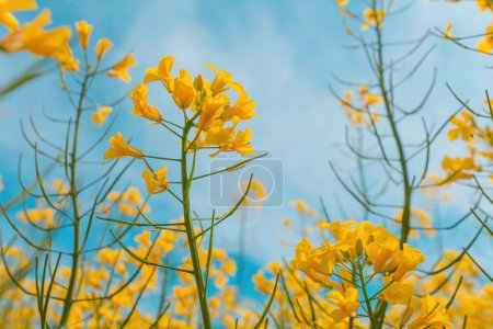 Téléchargez les photos : Belle fleur de colza oléagineux, champ de canola en fleurs au printemps, foyer sélectif - en image libre de droit