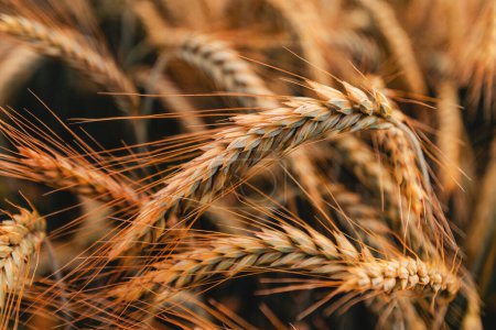 Téléchargez les photos : Récolte et mûrissement de blé tendre au champ, orientation sélective - en image libre de droit