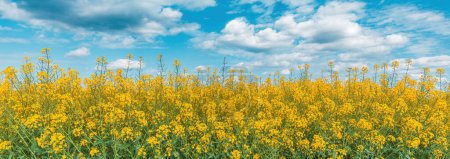 Téléchargez les photos : Champ de colza oléagineux en fleur avec beau ciel printanier en arrière-plan, mise au point sélective - en image libre de droit