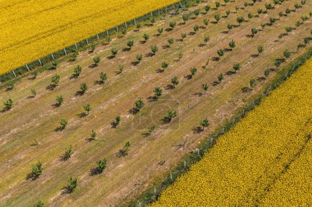 Photo for Aerial shot of hazelnut orchard and oilseed rape field in bloom from drone pov, high angle view - Royalty Free Image