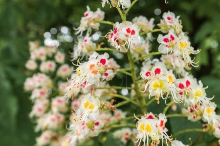 Foto de Flor de castaño de Indias en primavera, primer plano con enfoque selectivo - Imagen libre de derechos