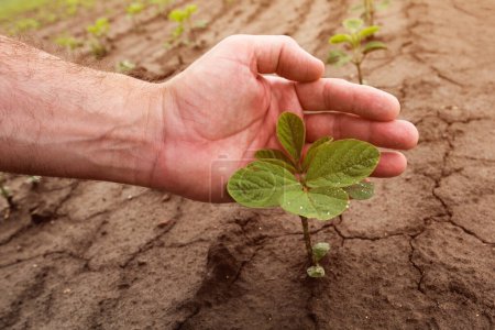 Photo for Farmer gently touching soybean crop seedling in field, selective focus - Royalty Free Image