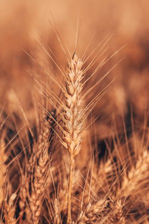 Photo for Ripe ear of wheat in cultivated field, selective focus - Royalty Free Image