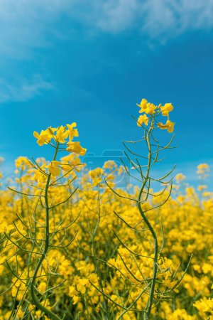 Téléchargez les photos : Le canola ou colza est une plante à floraison jaune vif cultivée principalement pour ses graines riches en huile, à orientation sélective. - en image libre de droit