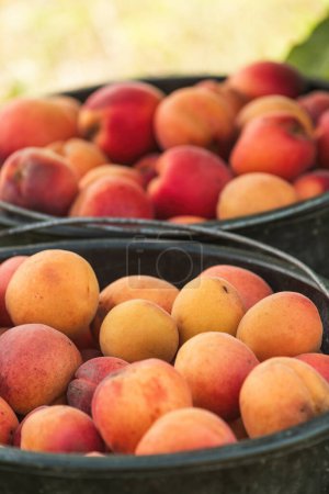 Photo for Ripe apricot fruit in plastic bucket on organic orchard ground, selective focus - Royalty Free Image