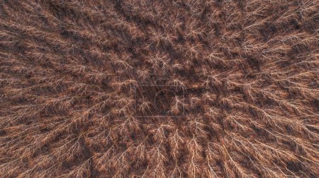 Photo for Deciduous forest woodland from above, tall trees with no leaves from drone pov in autumn - Royalty Free Image