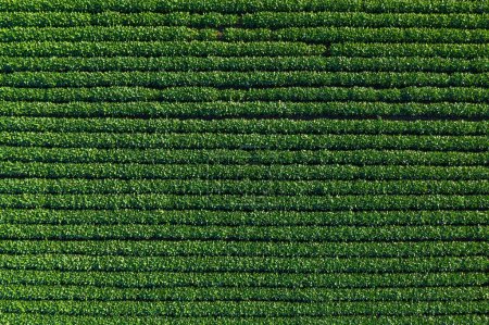 Photo for Top view of green soybean plantation field from drone pov, aerial shot - Royalty Free Image