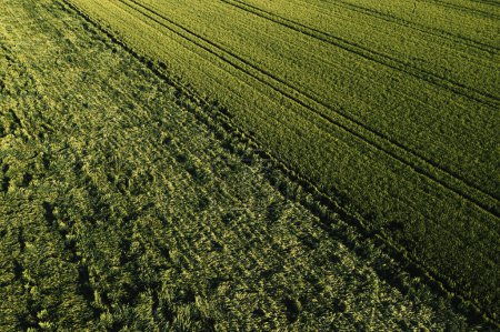 Photo for Aerial shot of cultivated wheat crops field damaged by summer storm showers and winds, drone pov high angle view - Royalty Free Image