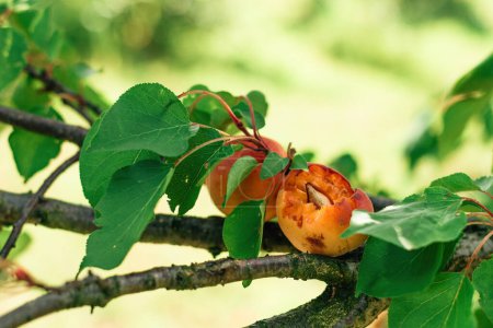 Photo for Ripe apricot fruit eaten by birds in organic orchard, selective focus - Royalty Free Image