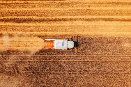 Photo for Aerial shot of combine harvester machine harvesting ripe wheat crop in summer, drone pov - Royalty Free Image
