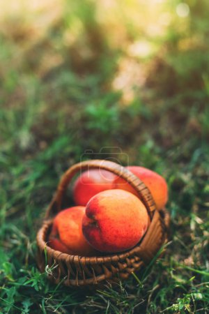 Téléchargez les photos : Fruits mûrs d'abricot dans un panier en osier sur sol de verger bio, image verticale avec mise au point sélective - en image libre de droit