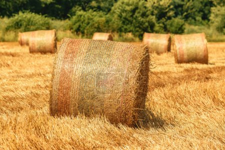 Photo for Rolled hay bales in wheat field stubble after cereal plant harvest, selective focus - Royalty Free Image