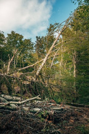 Foto de Paisaje forestal devastado después de una severa tormenta de verano, enfoque selectivo - Imagen libre de derechos