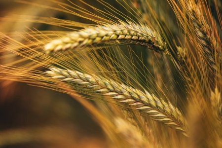 Téléchargez les photos : Oreille de mûrissement du blé tendre au champ, orientation sélective - en image libre de droit