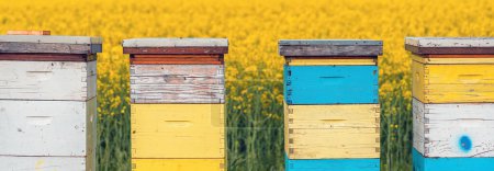 Foto de Cajas de colmena de madera o cajas de colmena para la apicultura y la recolección de miel en el campo de canola en flor, enfoque selectivo - Imagen libre de derechos