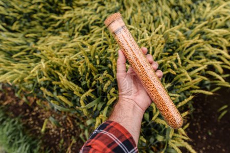 Foto de Campesino agrónomo sosteniendo tubo de plástico con muestra de grano de trigo, enfoque selectivo - Imagen libre de derechos