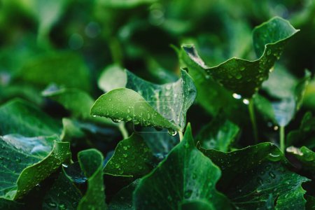 Téléchargez les photos : Gouttes de pluie sur des feuilles de lierre luxuriantes et vertes le matin d'été, mise au point sélective - en image libre de droit