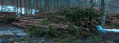 Photo for Timber cut down in evergreen woodland and piled for transport from the forest, selective focus - Royalty Free Image