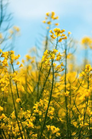 Téléchargez les photos : Le colza ou colza est une plante à fleurs jaune vif cultivée principalement pour ses graines riches en huile, à orientation sélective. - en image libre de droit