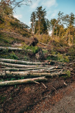 Foto de Bosque devastado con tronco de árbol arrancado durante la tormenta severa, imagen vertical - Imagen libre de derechos